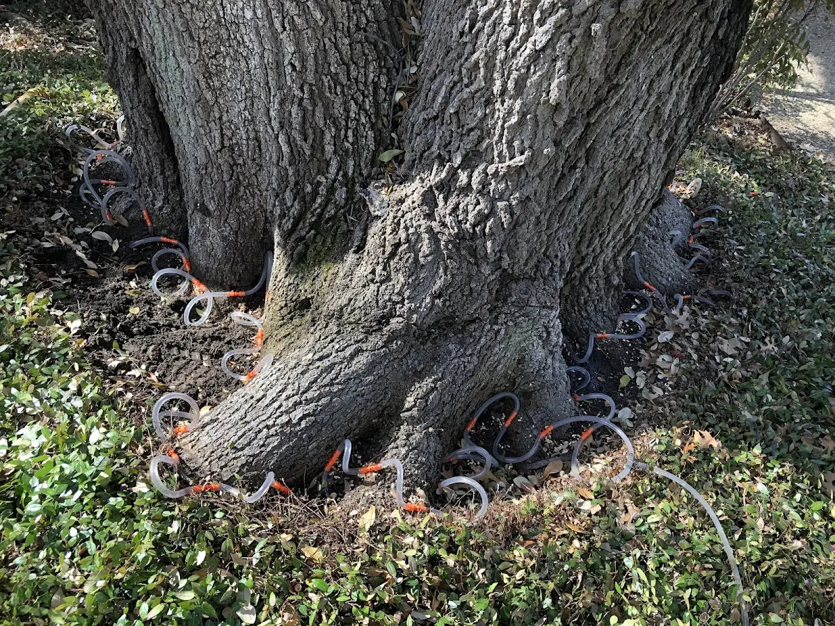 Detailed Tree Cabling and Bracing job site in Central Valley