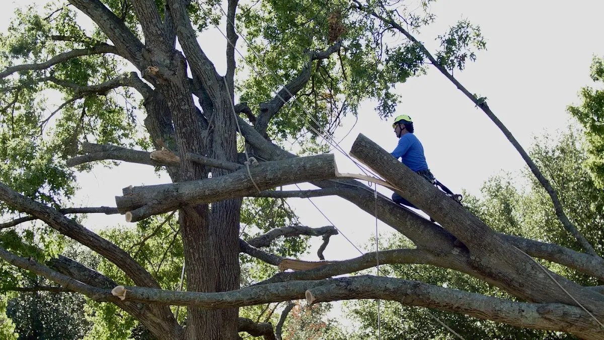 Professional Crown Thinning performed by certified arborists in Central Valley