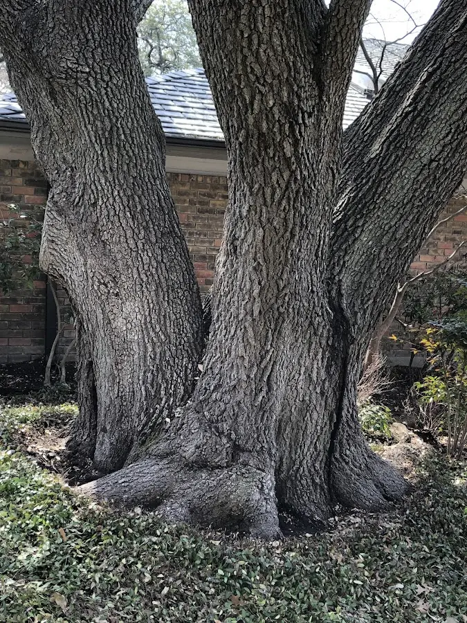 Mature heritage tree close to a Central Valley property cared for by certified arborists